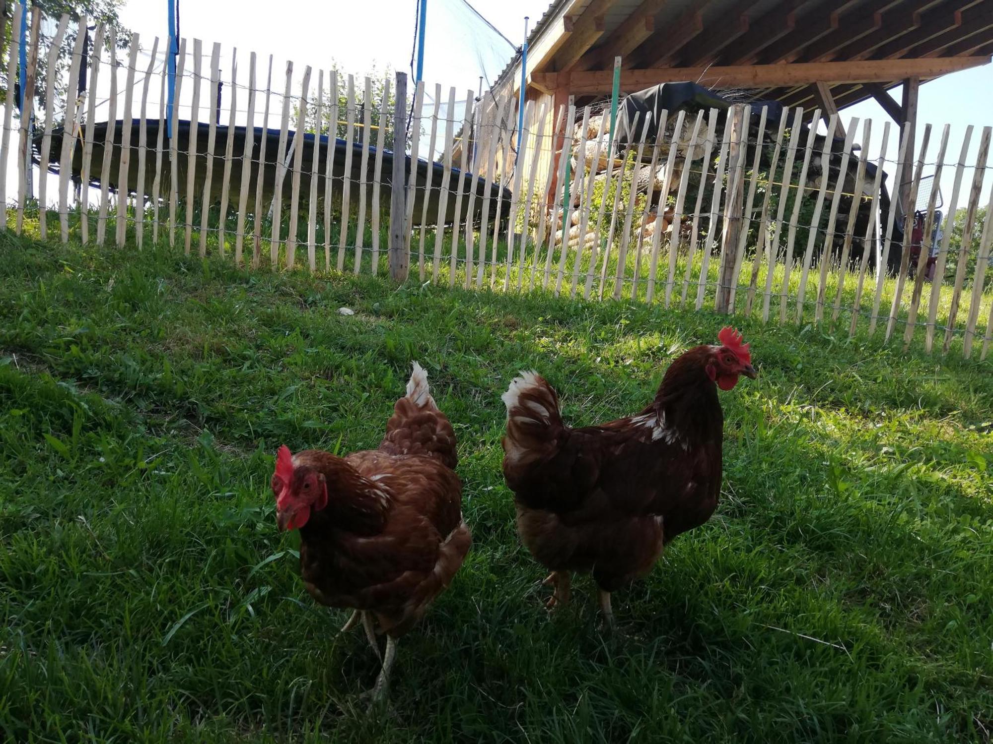 Ferienwohnung Biobauernhof Schuster Hopfgarten im Brixental Exterior foto