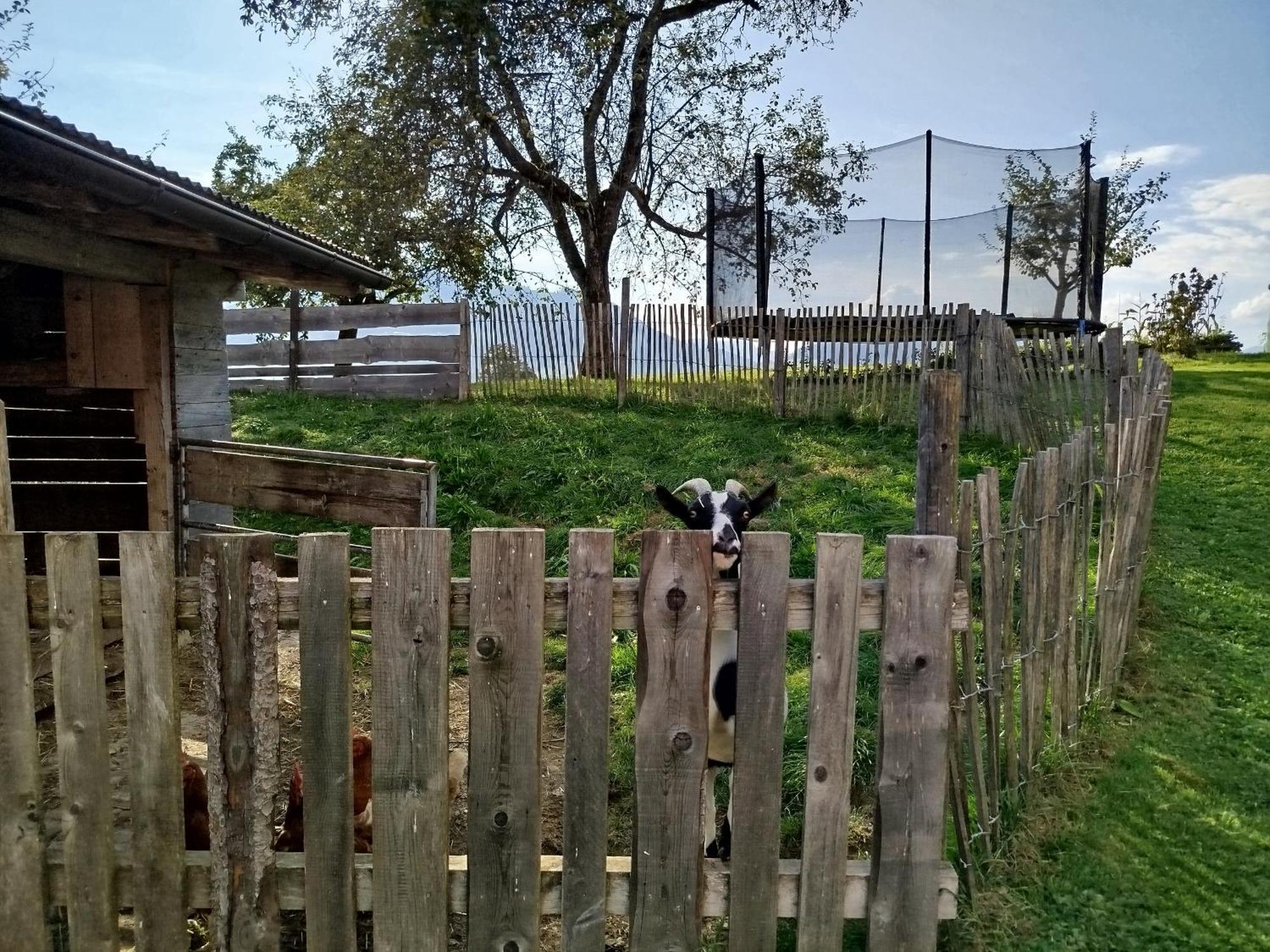Ferienwohnung Biobauernhof Schuster Hopfgarten im Brixental Exterior foto